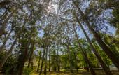 Туры в отель Wellness Park Hotel Gagra