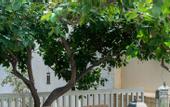 Туры в отель Alantha Apartments