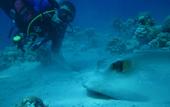 Туры в отель Almarsa Village Dive Resort