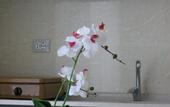 Туры в отель Vila Tufi
